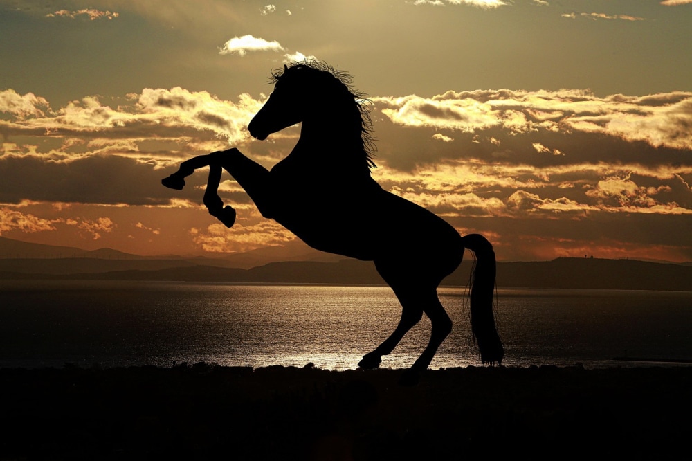 horse_silhouette.jpg