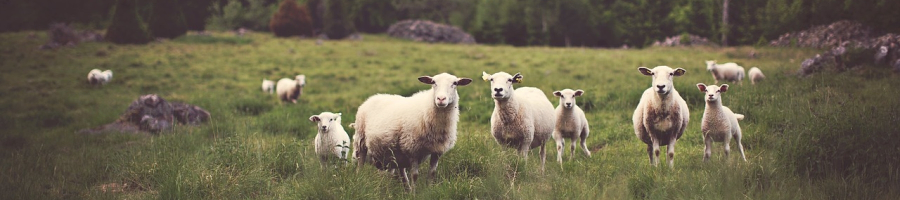 multiple_sheep.jpg