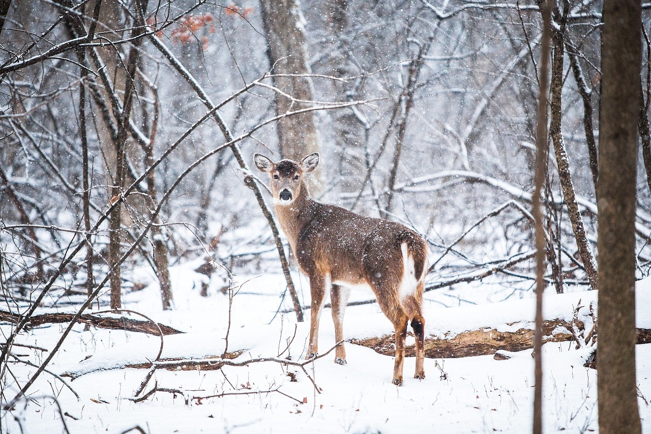 Deer_Snow.jpg