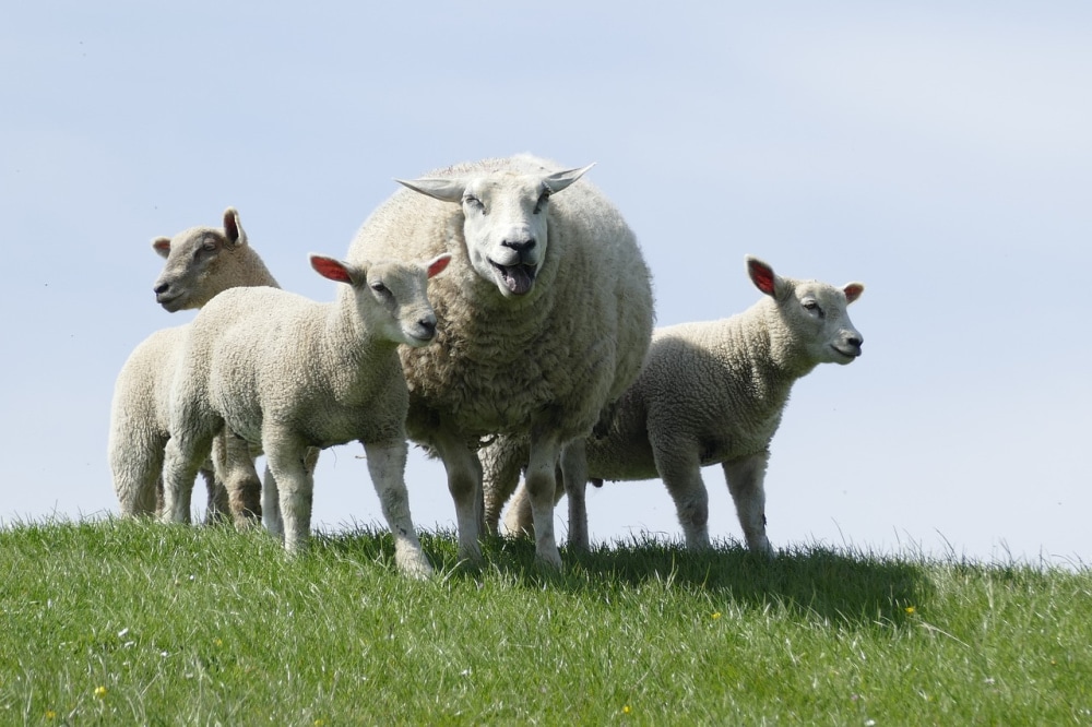 Sheeps.jpeg