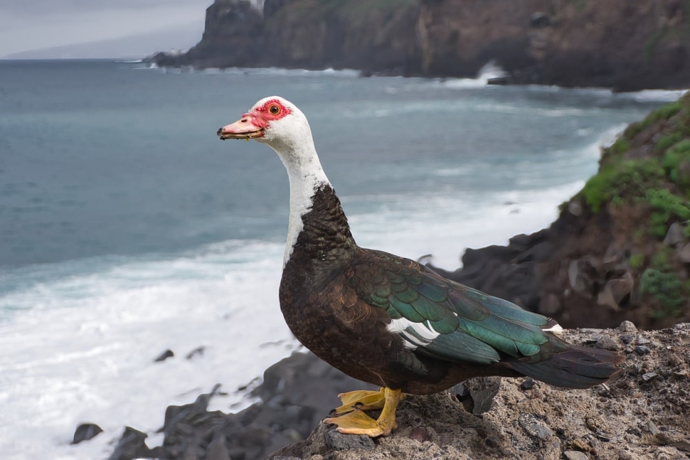 duck.jpg