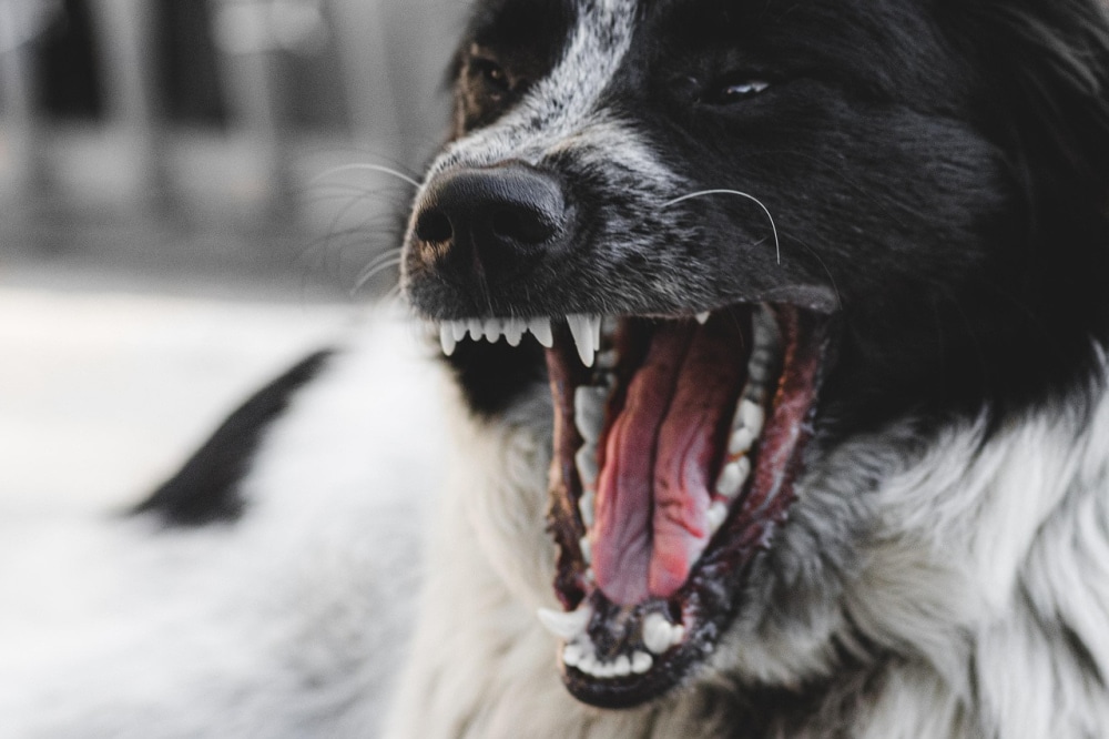 dog_insult.jpg